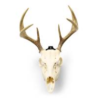 Clean, symmetrical front display of the skull mount—perfect for showcasing your whitetail trophy with pride.