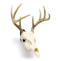 Side view showing the secure fit and natural display angle of the Euro mount system on a trophy buck.