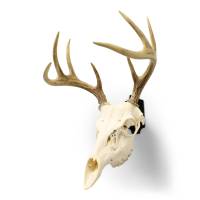 Front angle view of a mounted whitetail deer skull using our heavy-duty steel European Mount Skull Hanger.